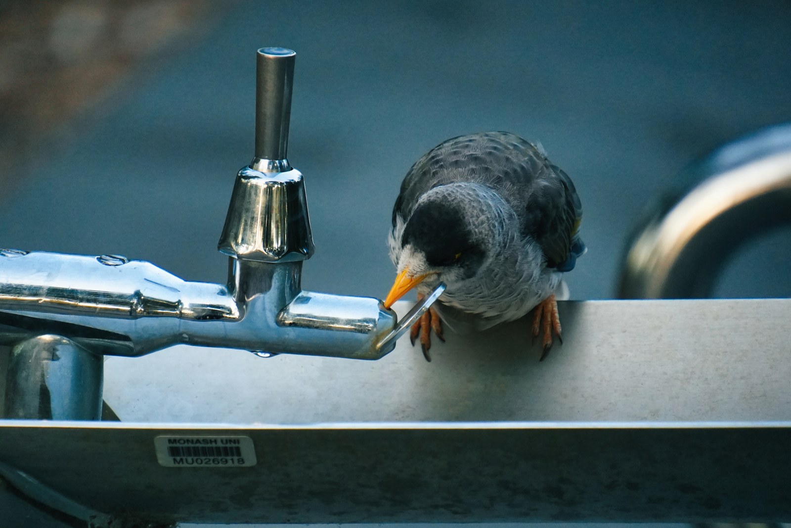 A grey bird leans over a metal drinking fountain, its yellow beak touching the water.
