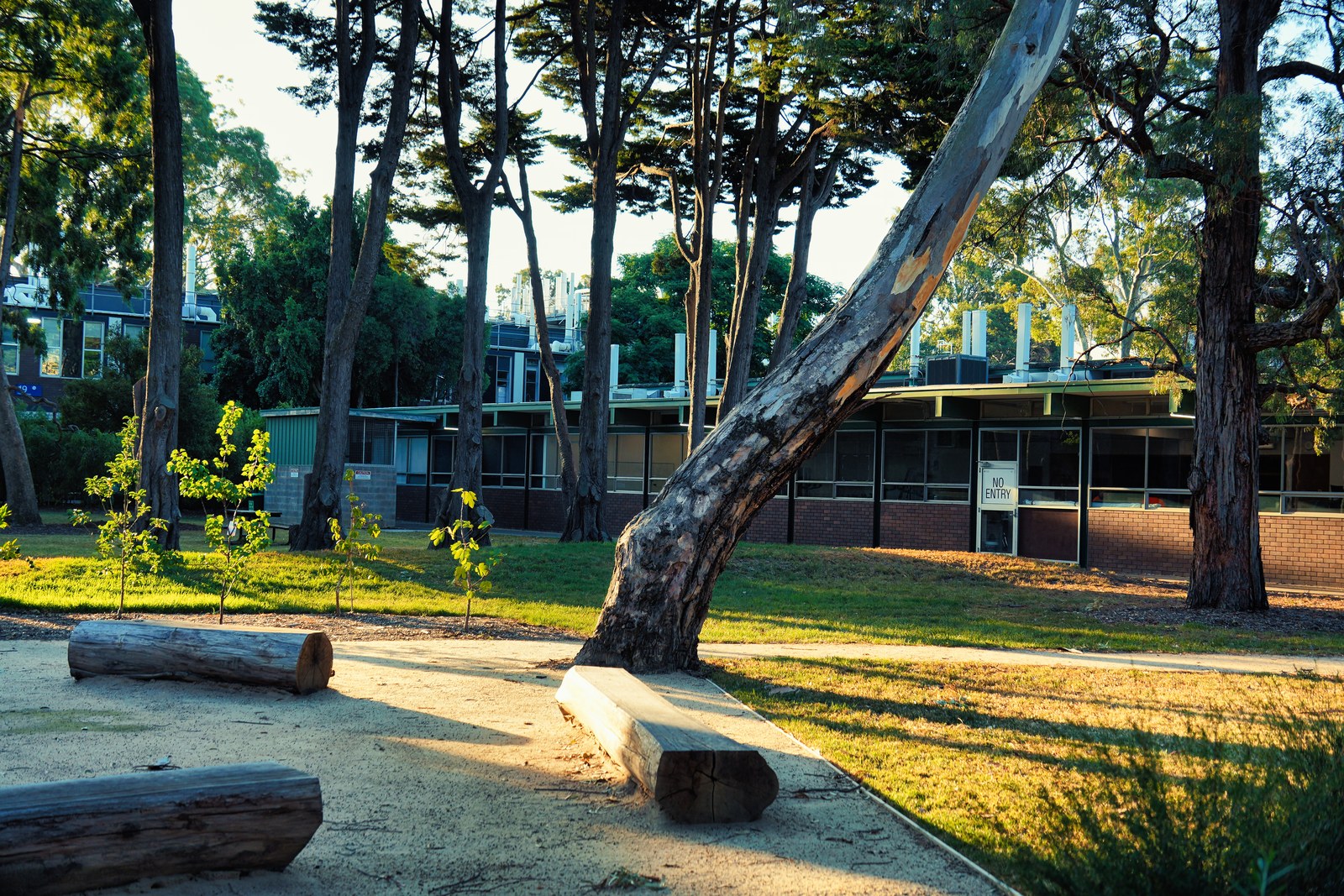 Sunlit trees and cut logs frame a building beside a sandy path and lawn.