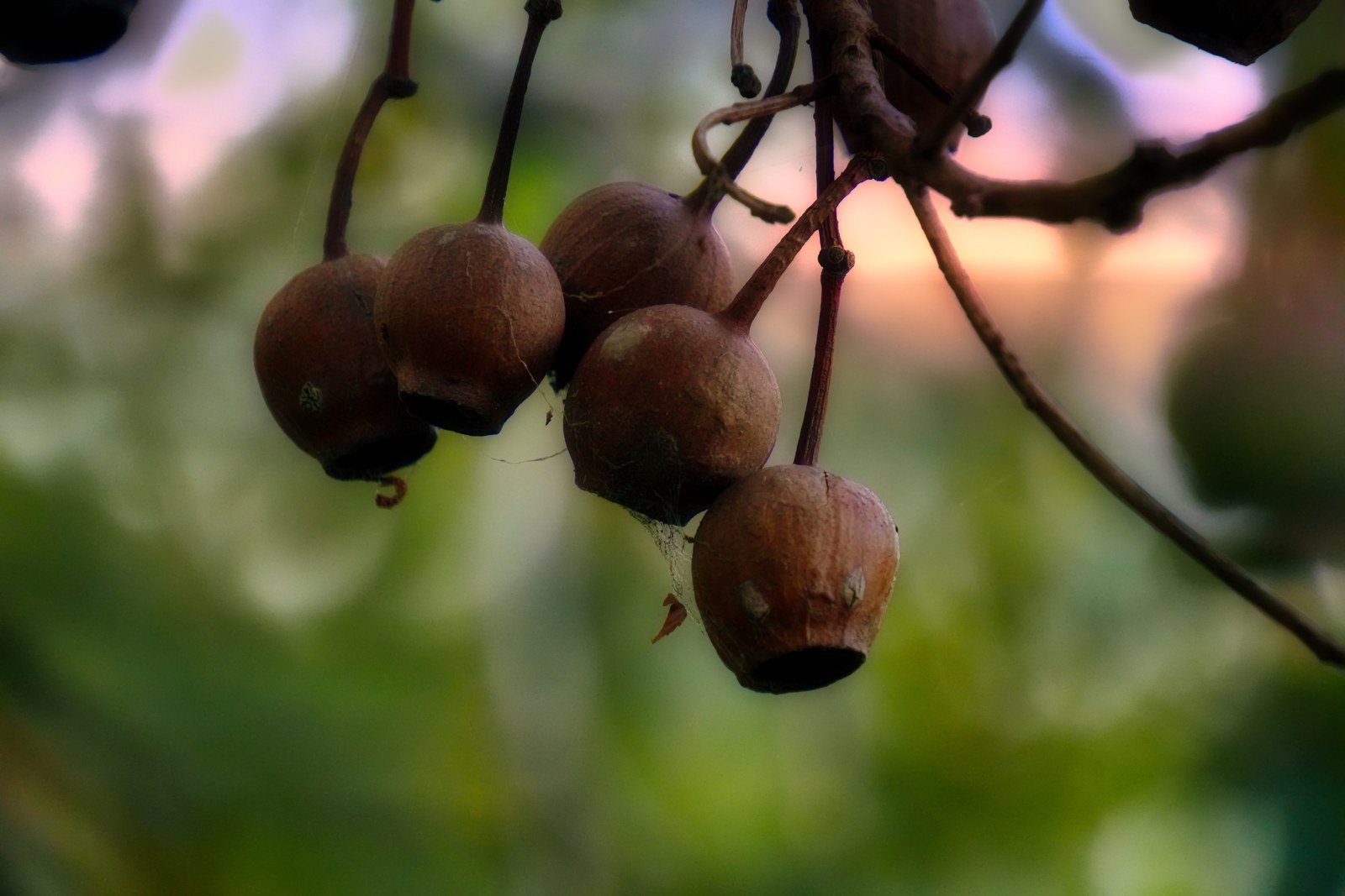 A cluster of round brown seed pods hangs from thin branches against a softly coloured background.