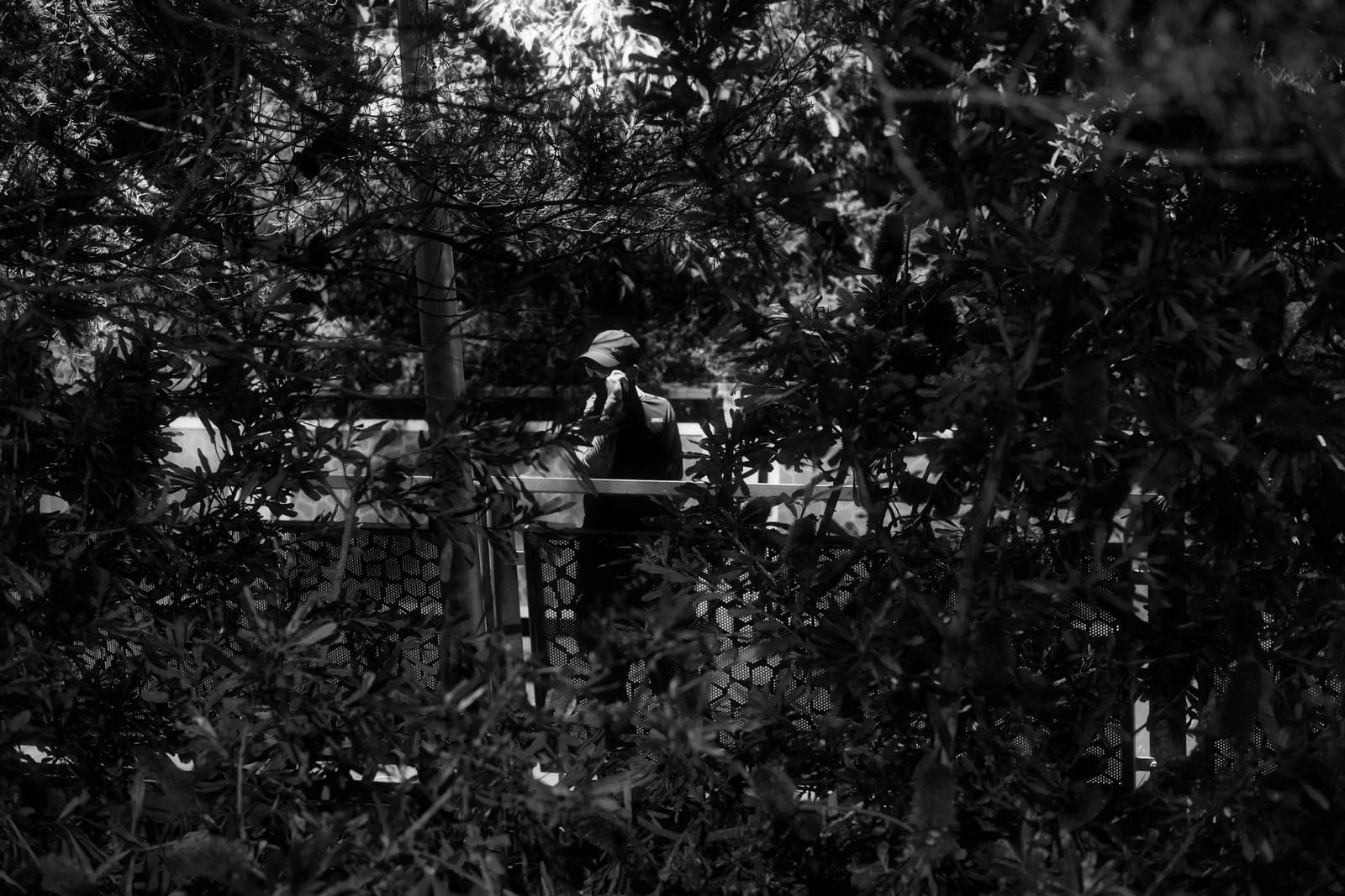 A monochrome scene of a person on a bridge, partly framed by dense branches.