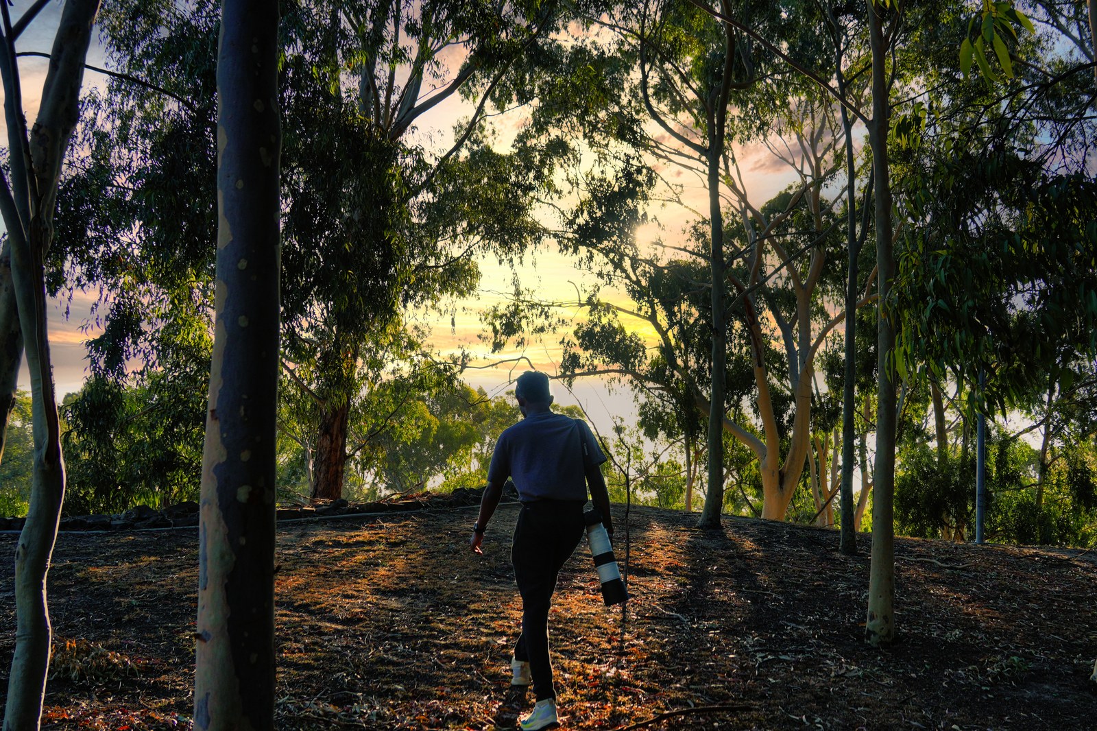 A person carrying a tripod walks between tall trees toward warm light.