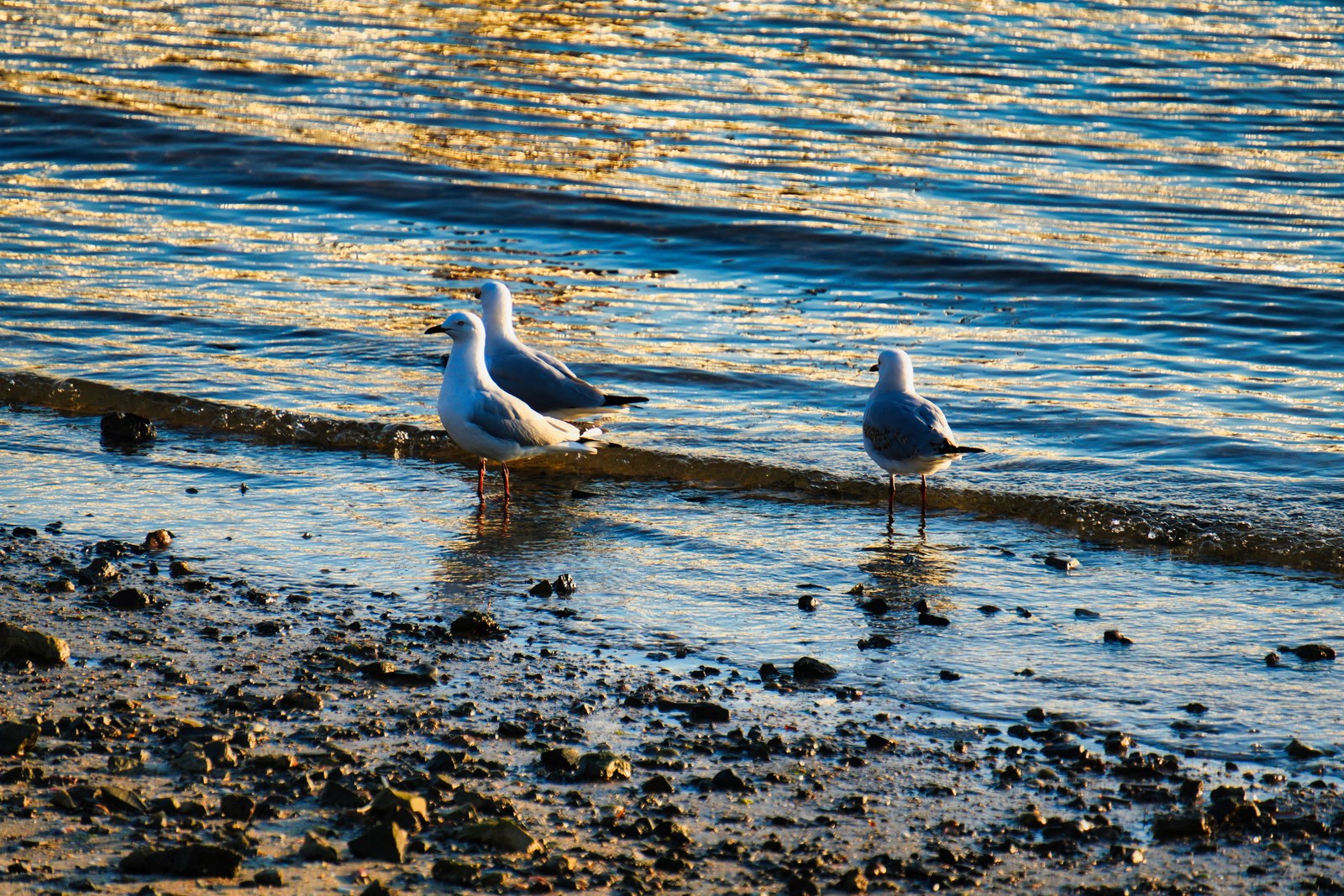 Three gulls stand at the edge of rippling water reflecting warm sunlight.