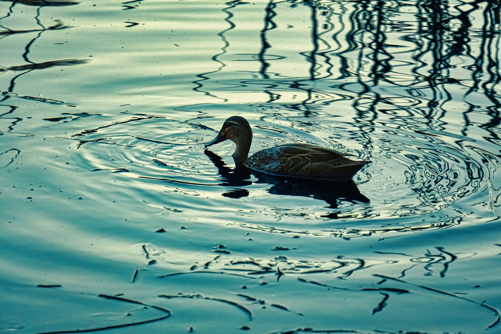 A duck swims through blue-green water, surrounded by ripples and reflected lines.