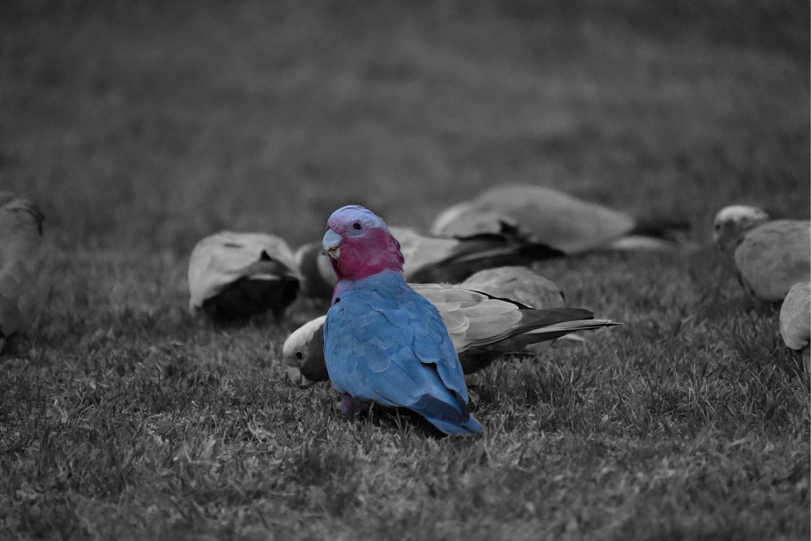 A pink-and-blue bird stands among other birds on grass, with the surrounding scene in monochrome.