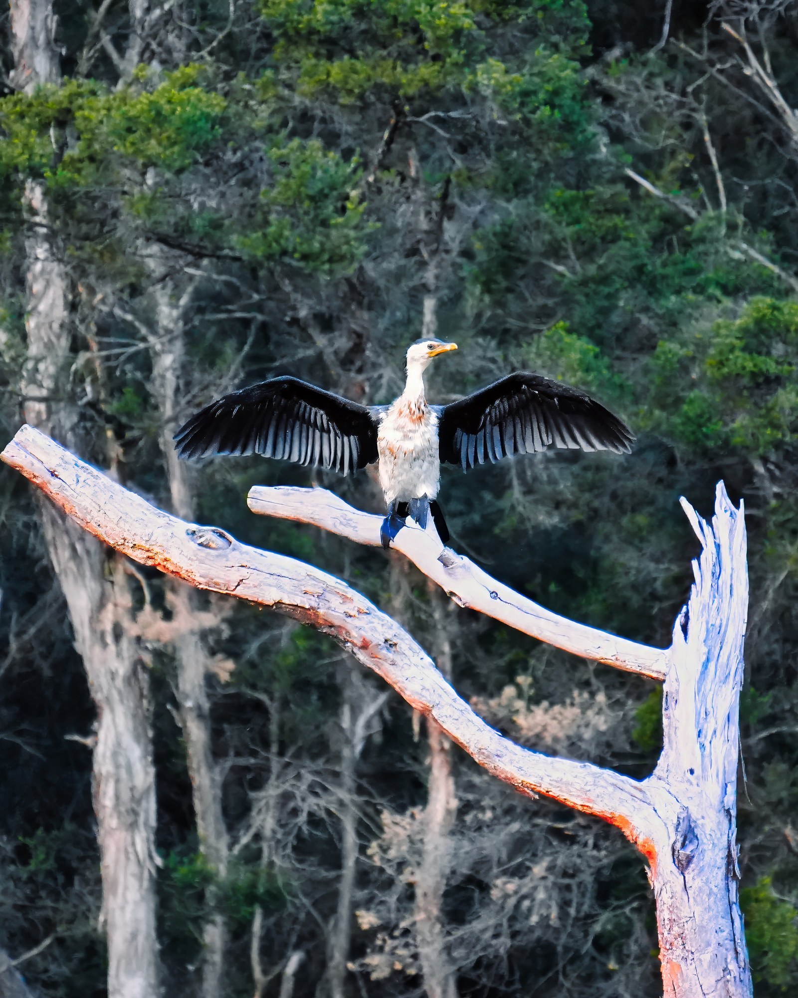 A bird holds both wings fully outstretched on a pale branch against trees.