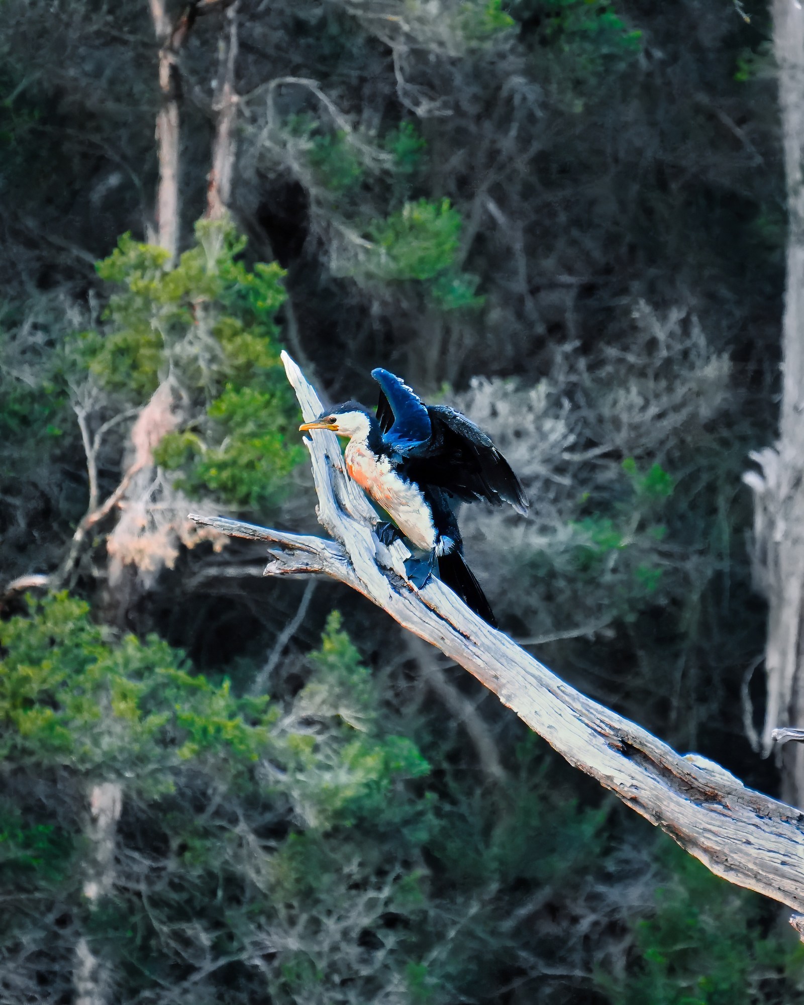 A blue, black and white bird begins to spread its wings on a pale angled branch.
