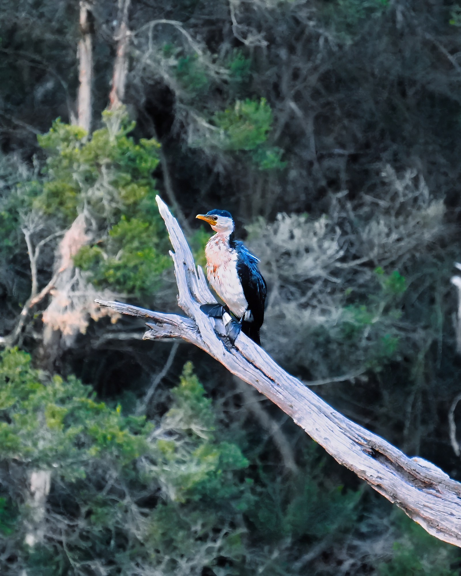 A blue, black and white bird perches upright on a pale angled branch against dense foliage.