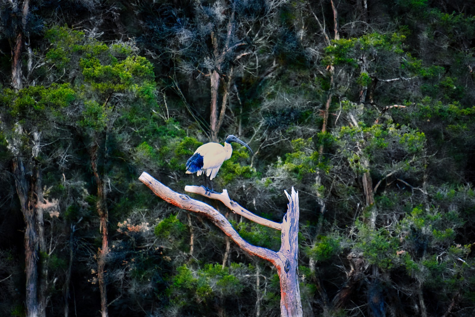 A black-and-white bird rests on a branching pale limb surrounded by dense green trees.