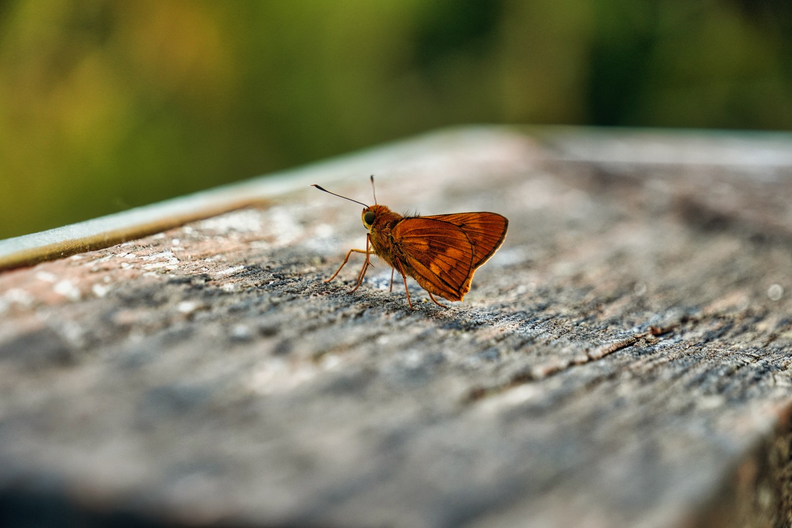 A small orange-brown butterfly rests on weathered wood against a soft green background.