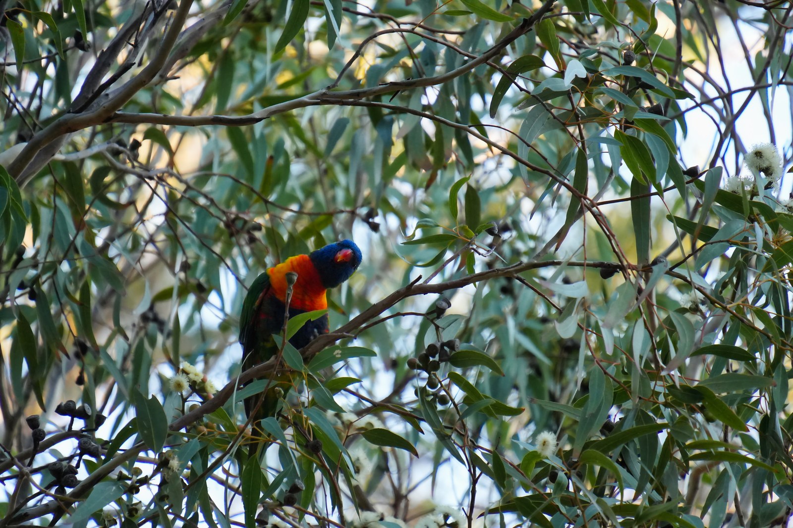 A red, yellow, green and blue bird perches among slender branches and leaves.