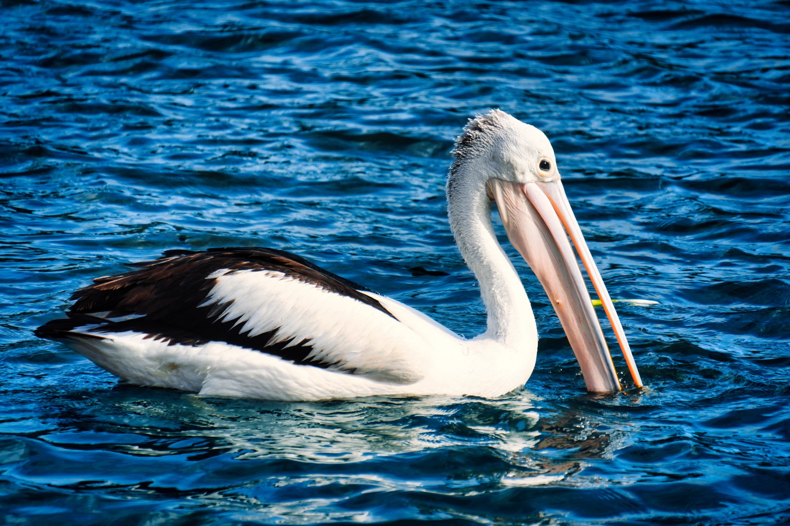 A white-and-black pelican floats on vivid blue water.
