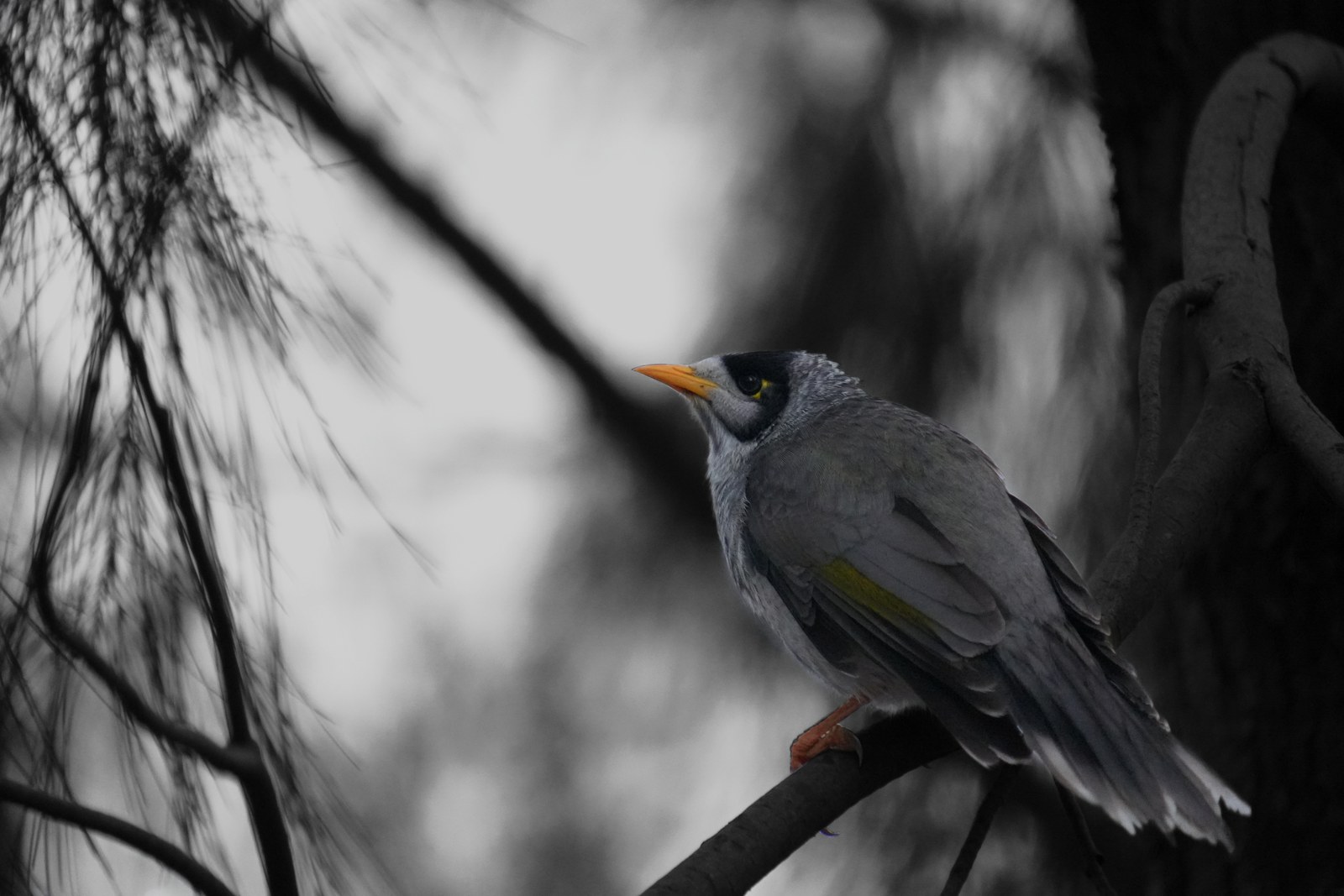 A grey bird with a yellow beak perches on a diagonal branch among dark branches.