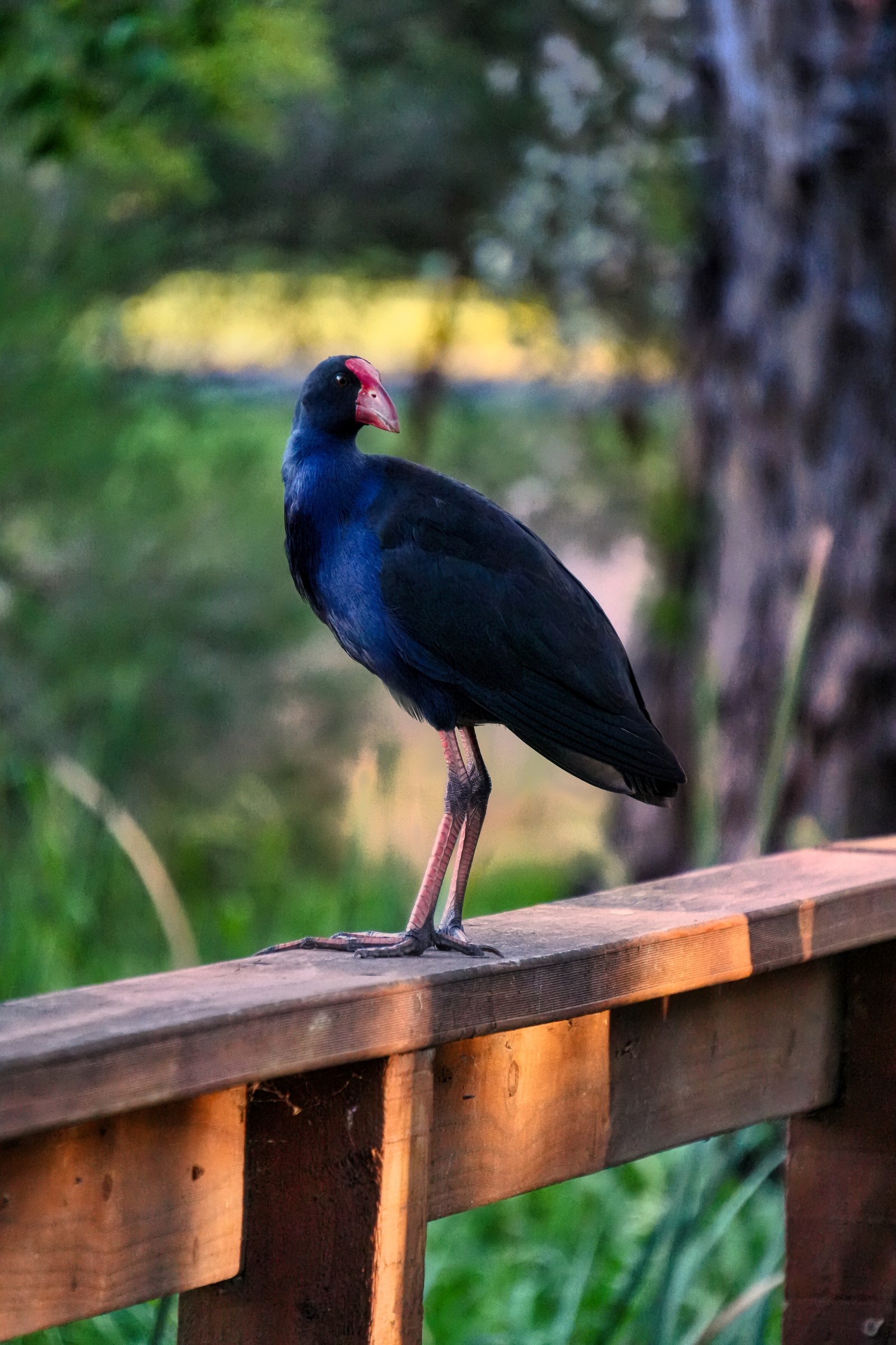 A dark blue bird with a red beak stands on a wooden railing beside tall green plants.