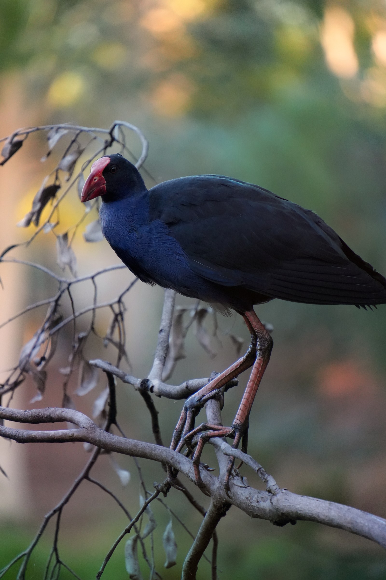 A dark blue bird with a red beak stands among thin bare branches against a softly blurred background.
